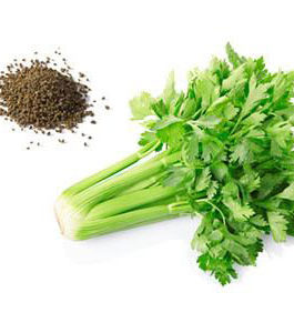 Celery Oil