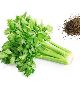 Celery Oil