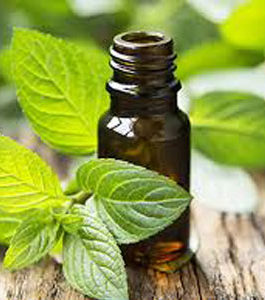 Peppermint Essential Oil