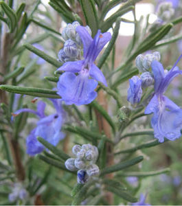 Rosemary Essential Oil