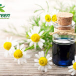 Chamomile Oil Blue The Soothing Elixir for Skin, Mind and Body