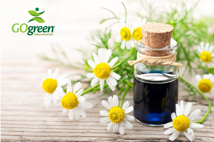 Read more about the article Chamomile Oil Blue The Soothing Elixir for Skin, Mind and Body